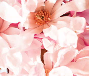Octobre Rose et larmes bleues